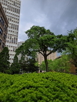 A lush, green park scene with vibrant foliage and a large tree in the foreground. Urban buildings rise in the background against a cloudy sky.