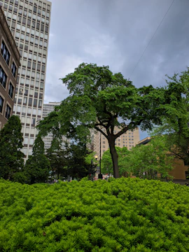 Volunteers planting trees together in a lush green urban park.