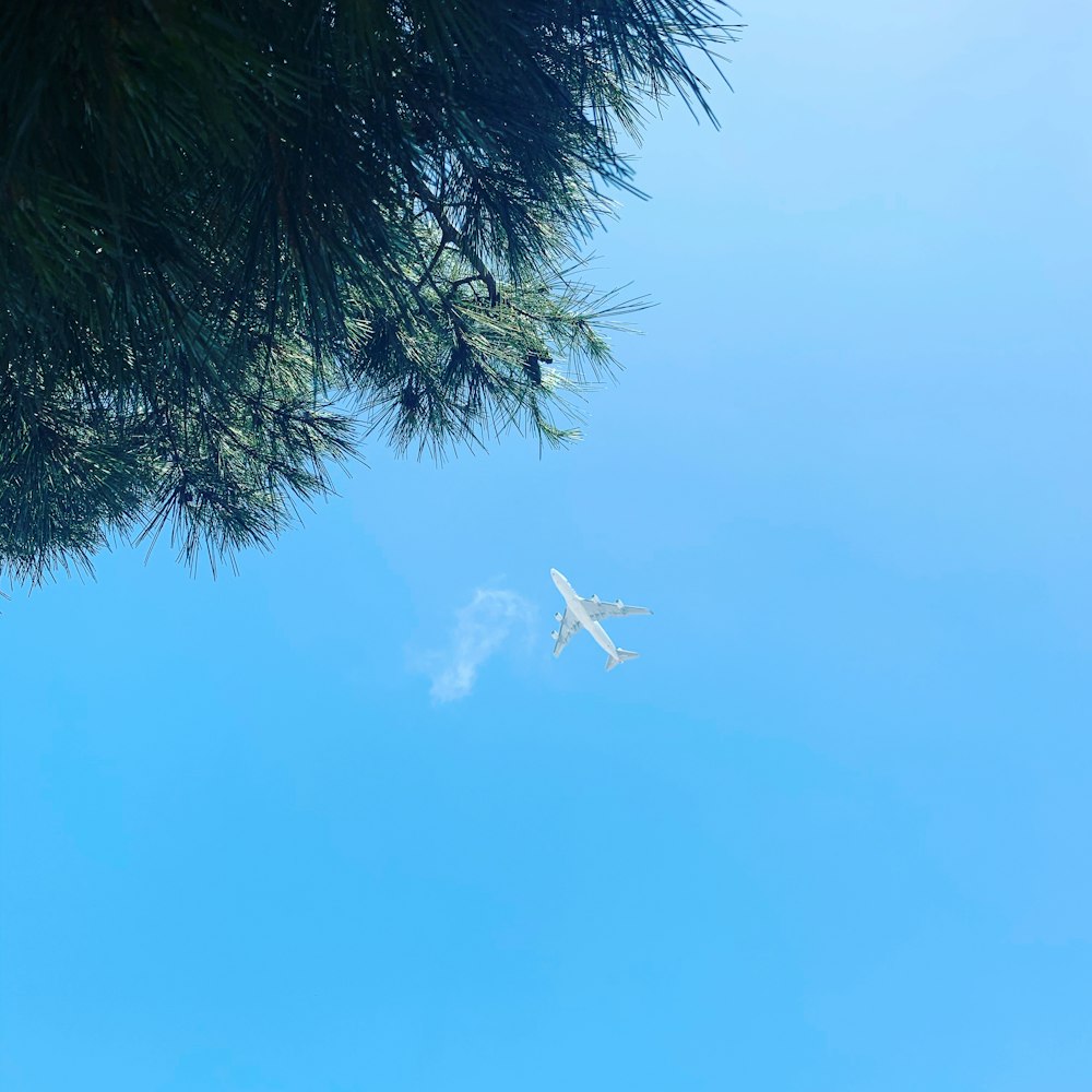 white airplane flying over green palm tree during daytime