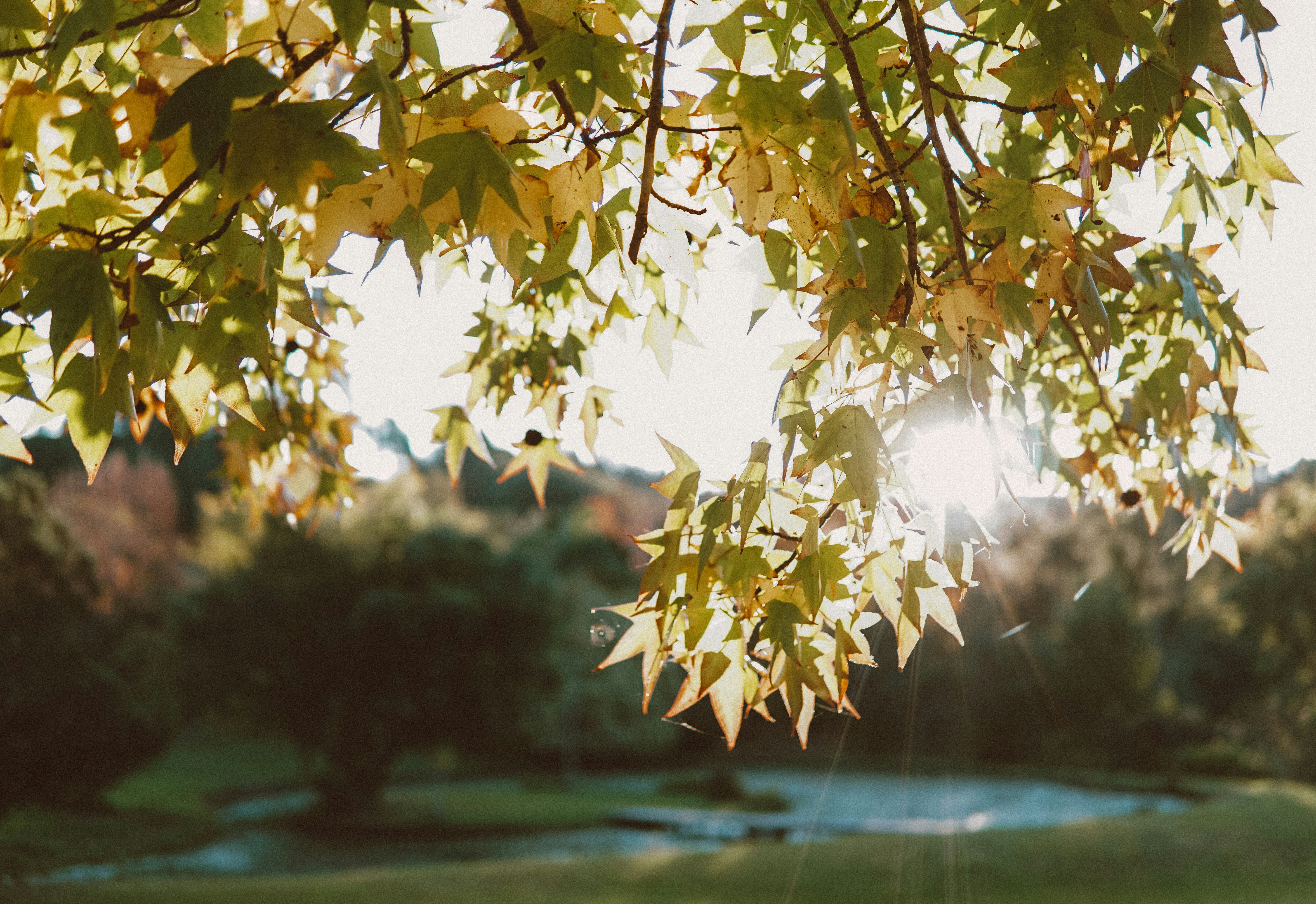 green and yellow leaves during daytime