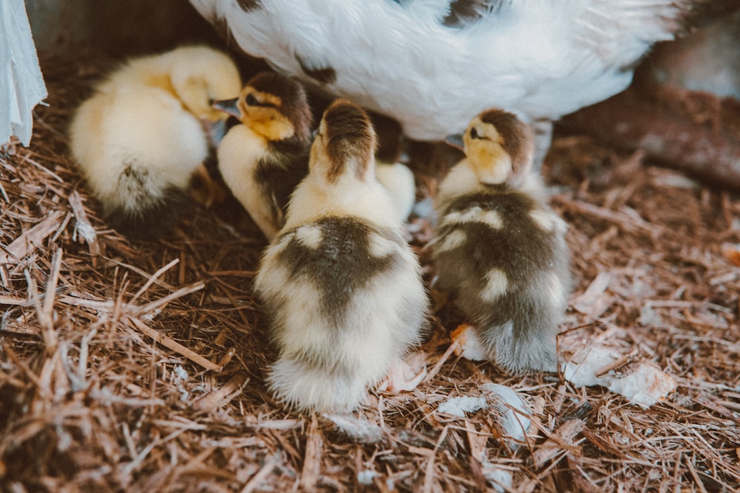 white and black ducklings on brown dried leaves