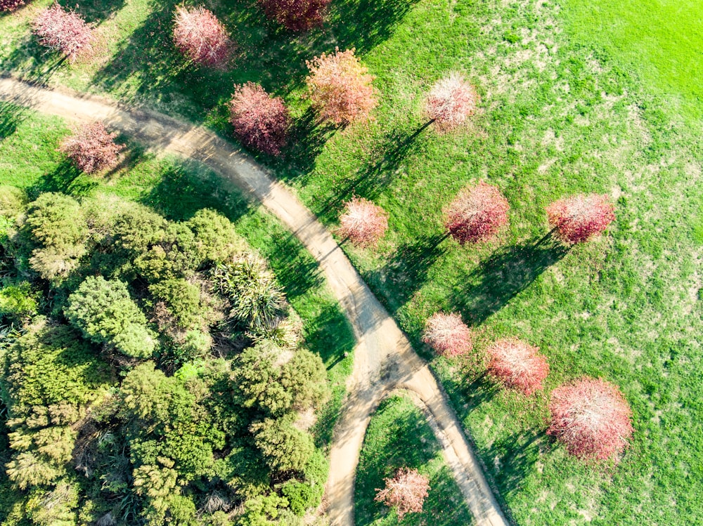 aerial view of green and purple trees and plants
