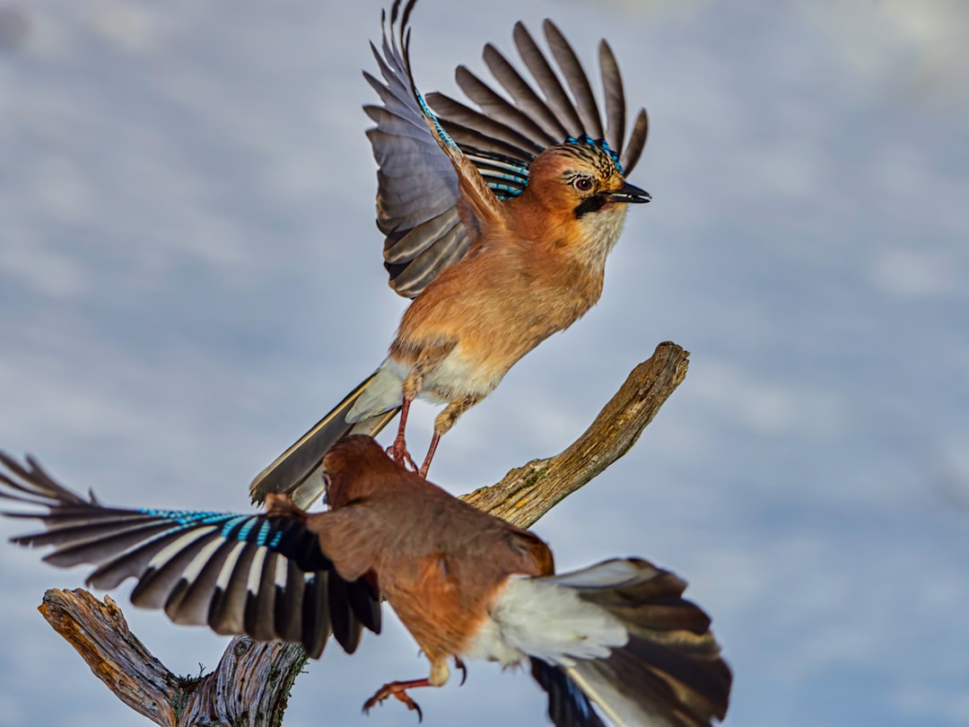 brown and blue bird on brown tree branch