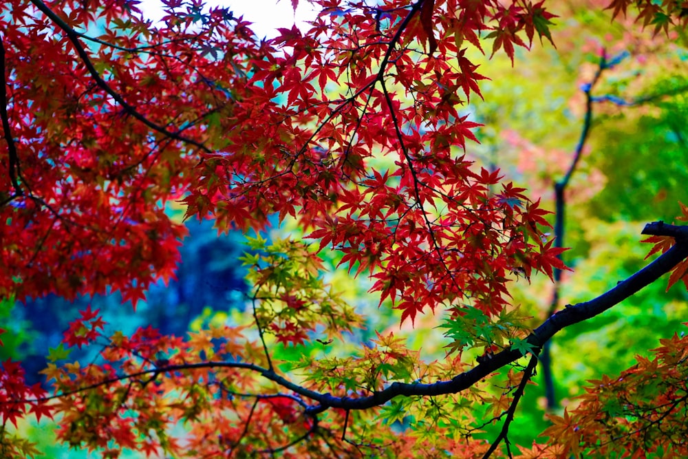 árbol de hojas rojas y verdes