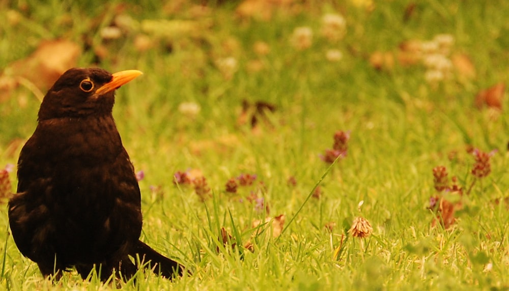 black and brown bird on green grass during daytime