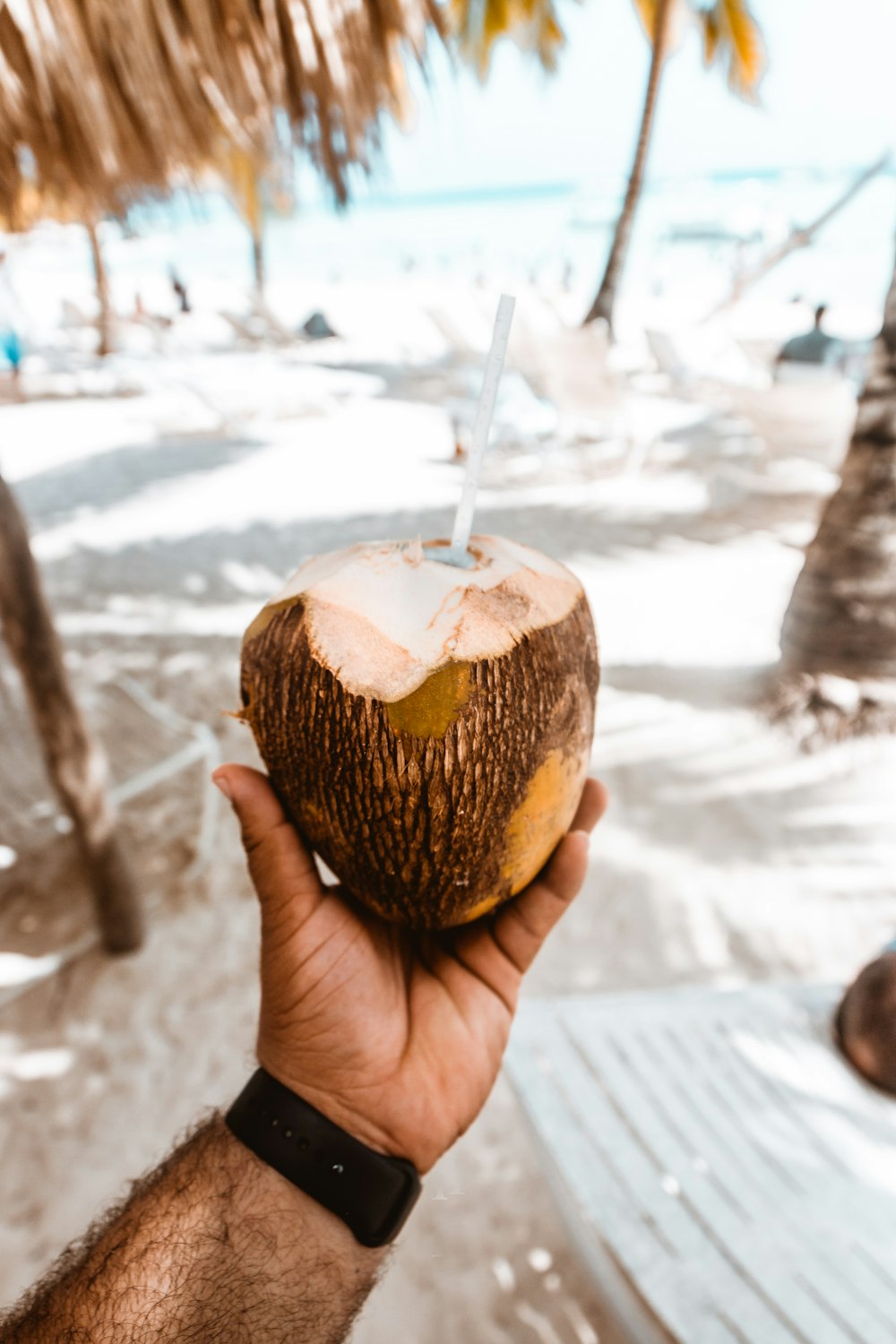 person holding brown coconut fruit