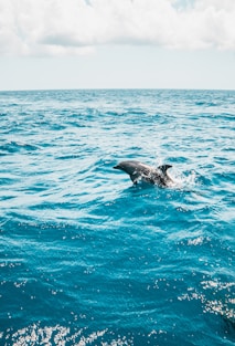 black dolphin in the middle of the sea