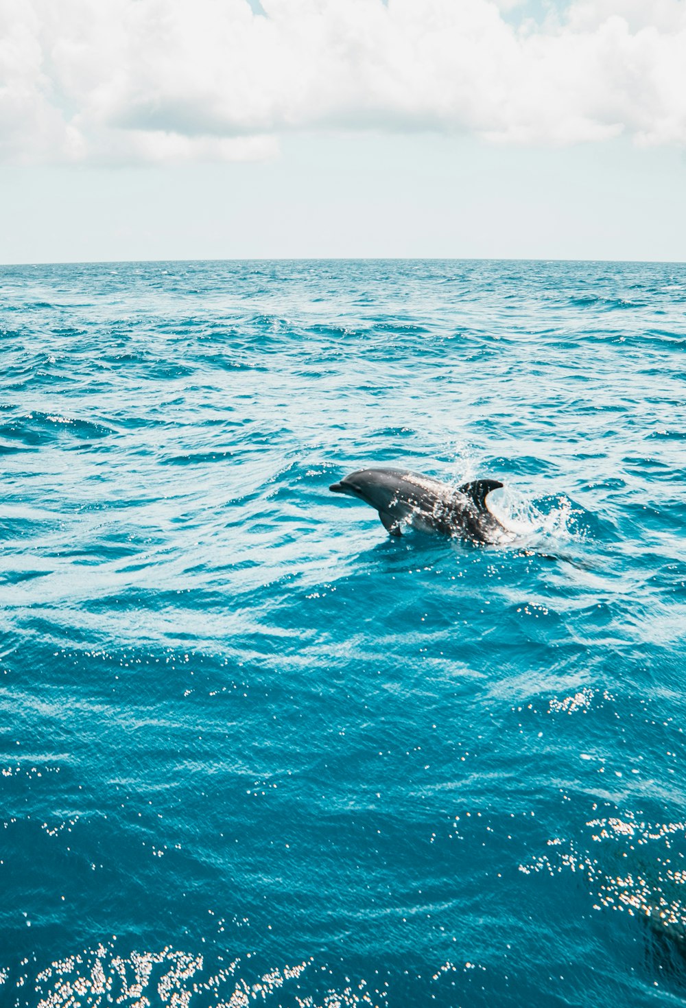 delfino nero in mezzo al mare