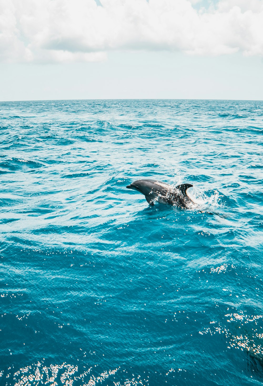 black dolphin in the middle of the sea
