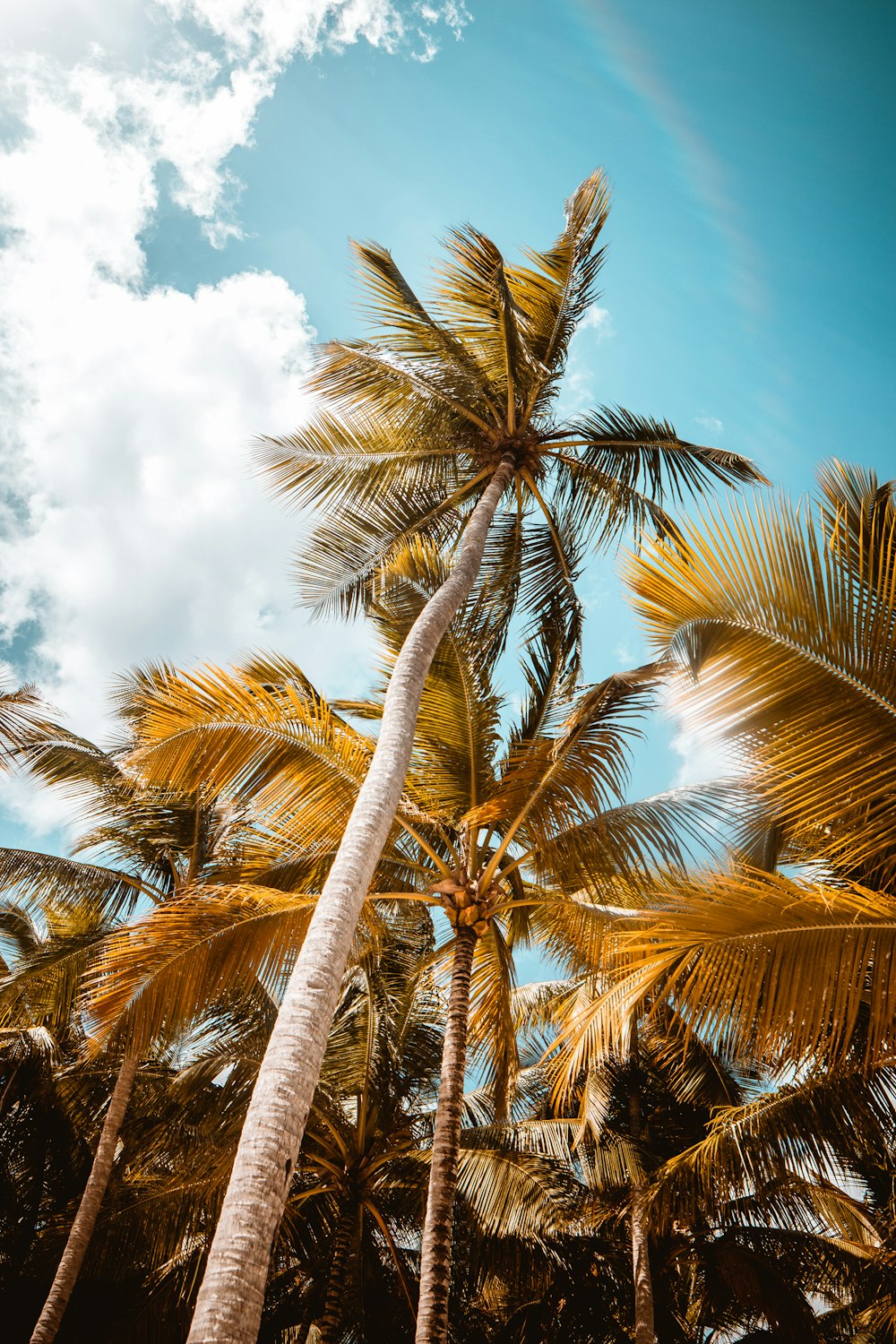 coconut tree under blue sky during daytime