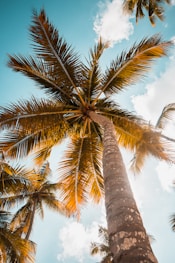 green palm tree under blue sky during daytime