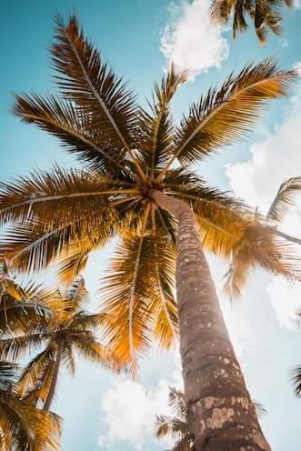 green palm tree under blue sky during daytime