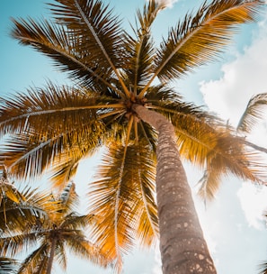 green palm tree under blue sky during daytime