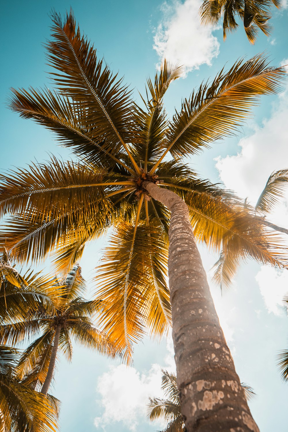 Palmera verde bajo el cielo azul durante el día