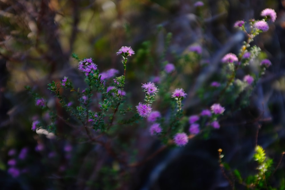 purple flowers in tilt shift lens