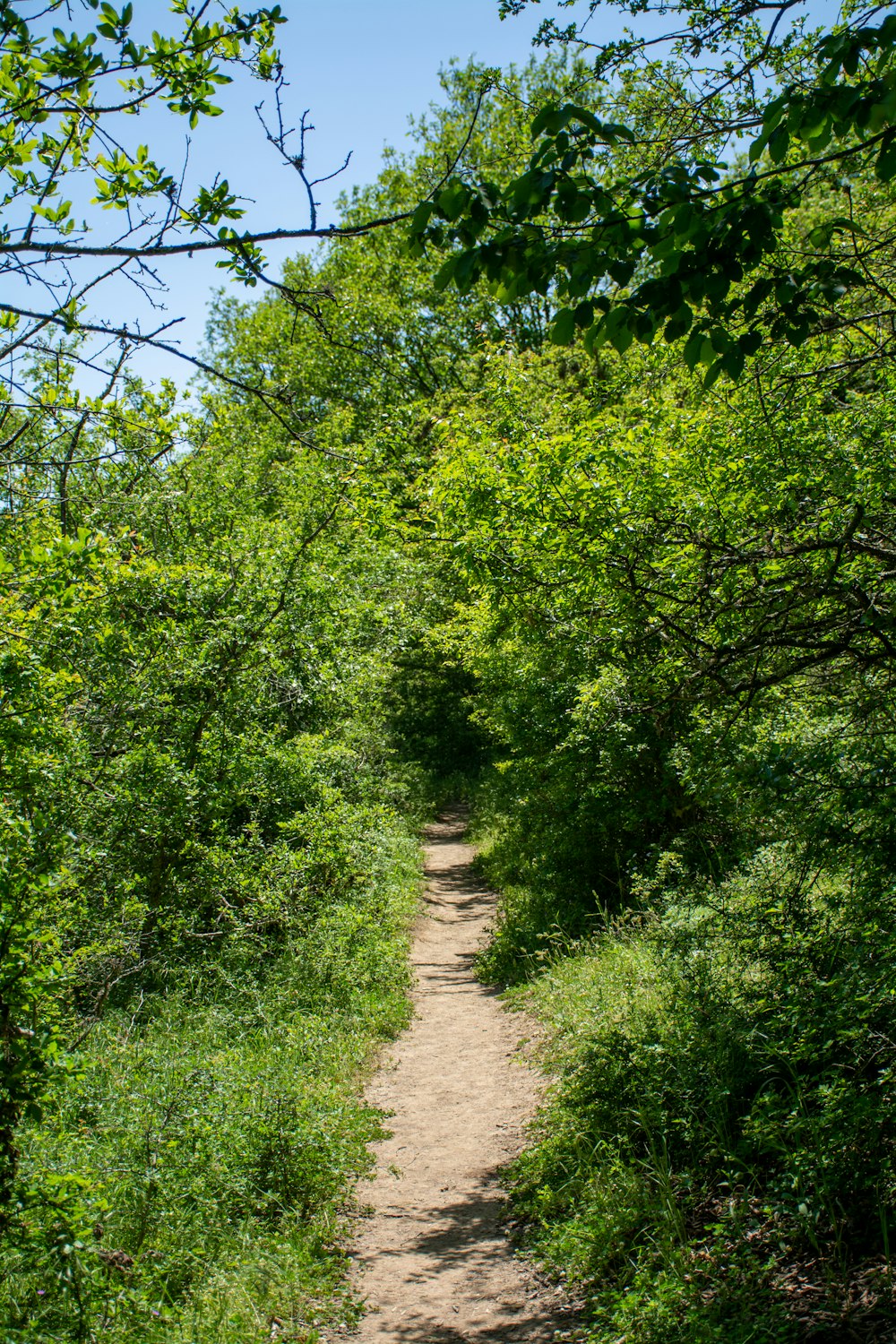 green trees and plants during daytime