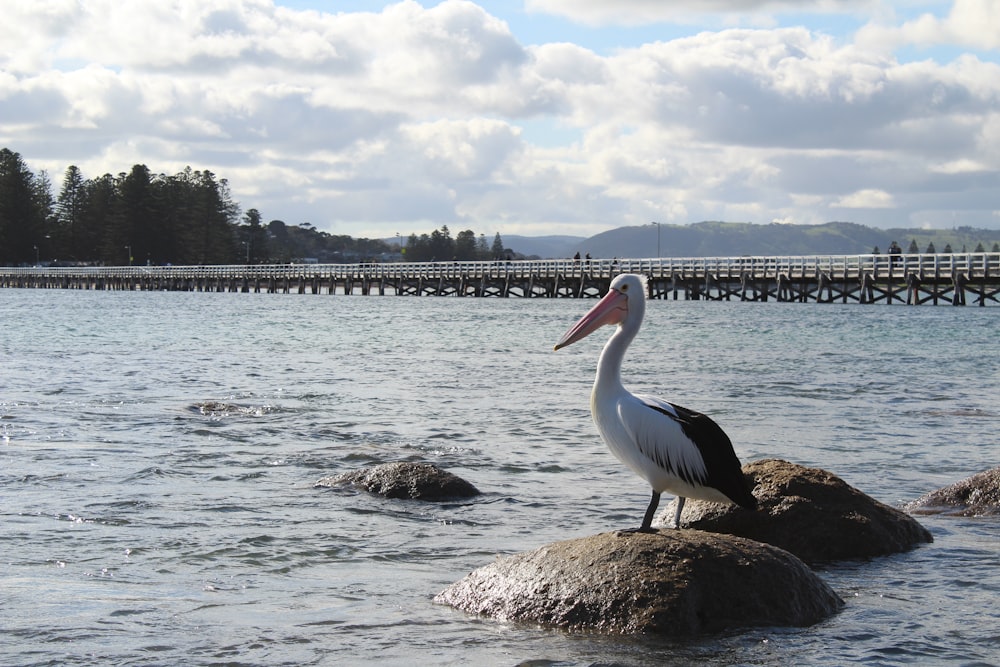 white pelican on brown rock near body of water during daytime