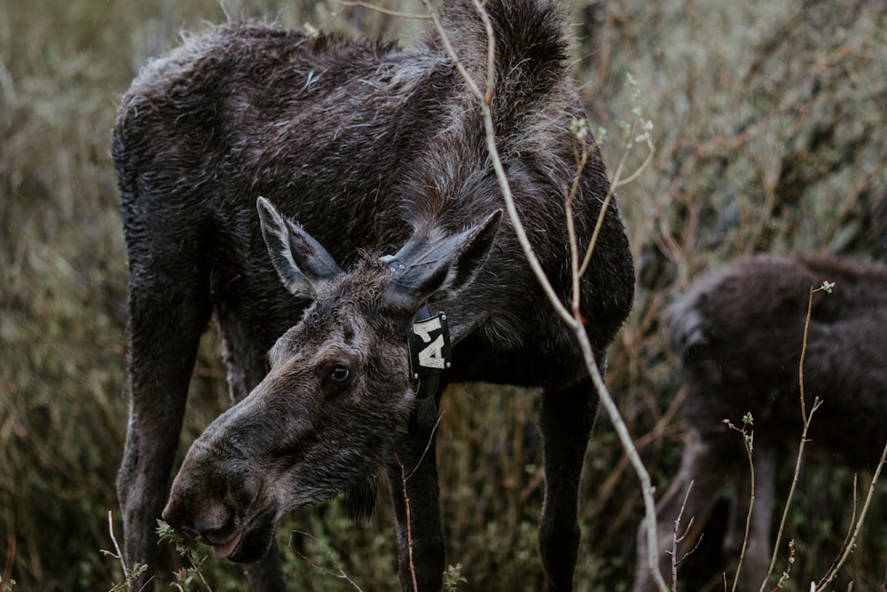 black deer on green grass during daytime