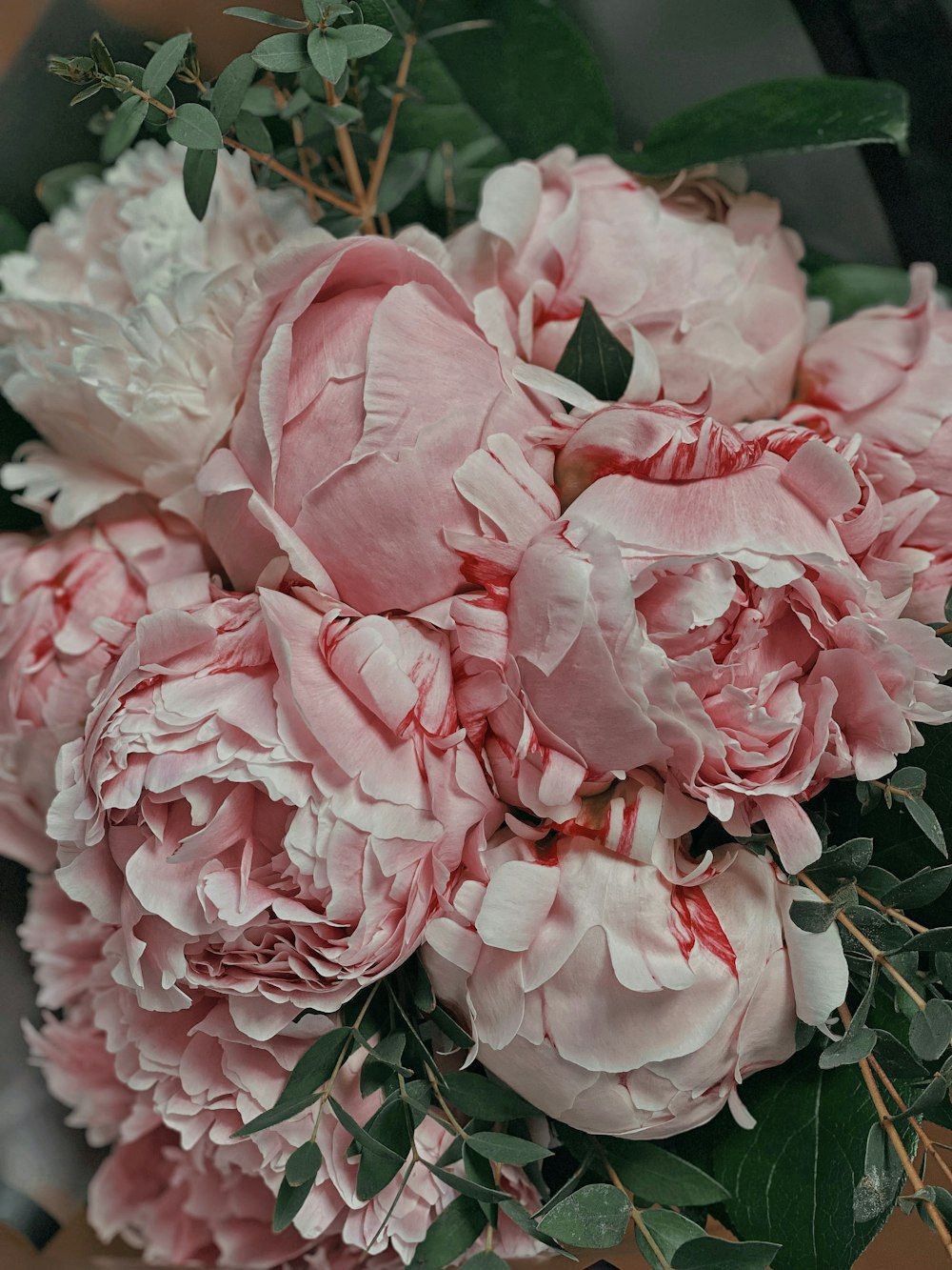 pink roses in close up photography