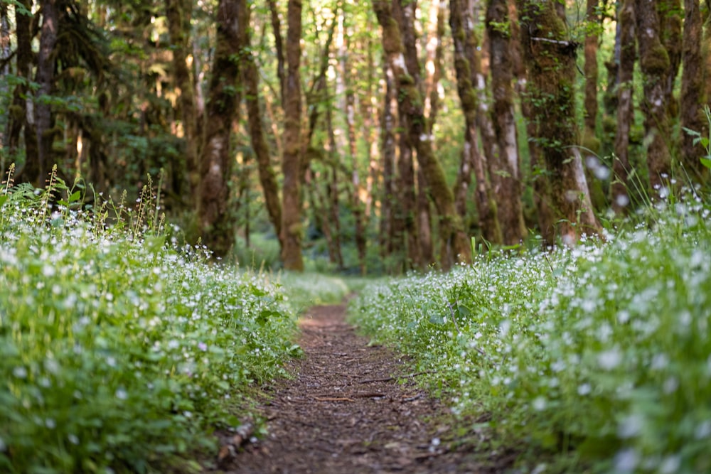 Sentier entre l’herbe verte et les arbres pendant la journée