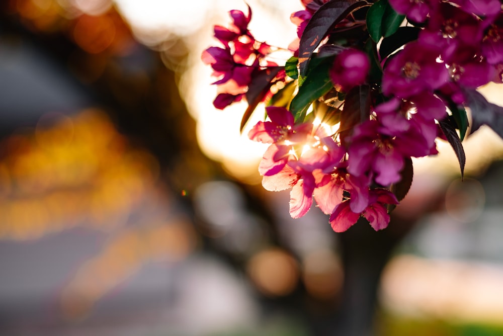 pink flowers in tilt shift lens