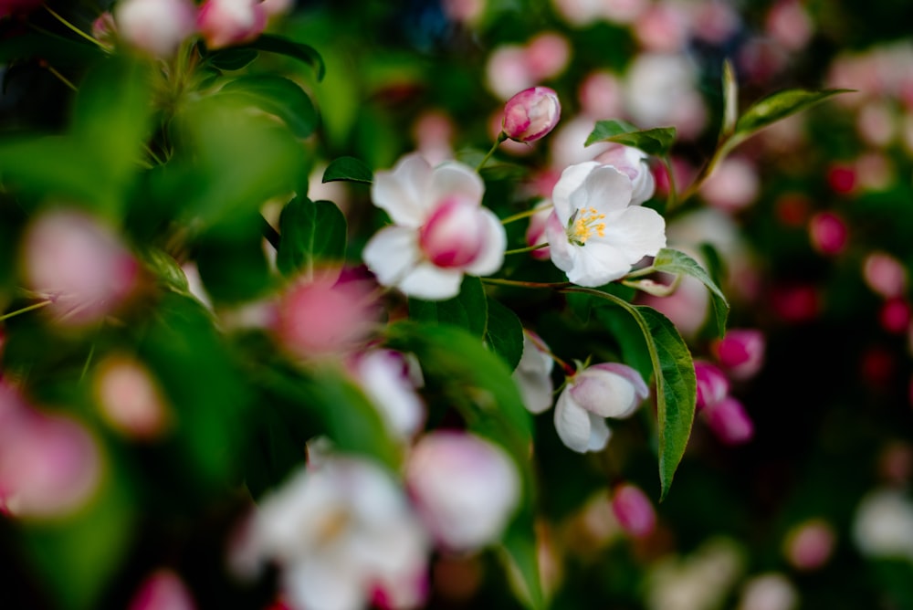 white and pink flowers in tilt shift lens