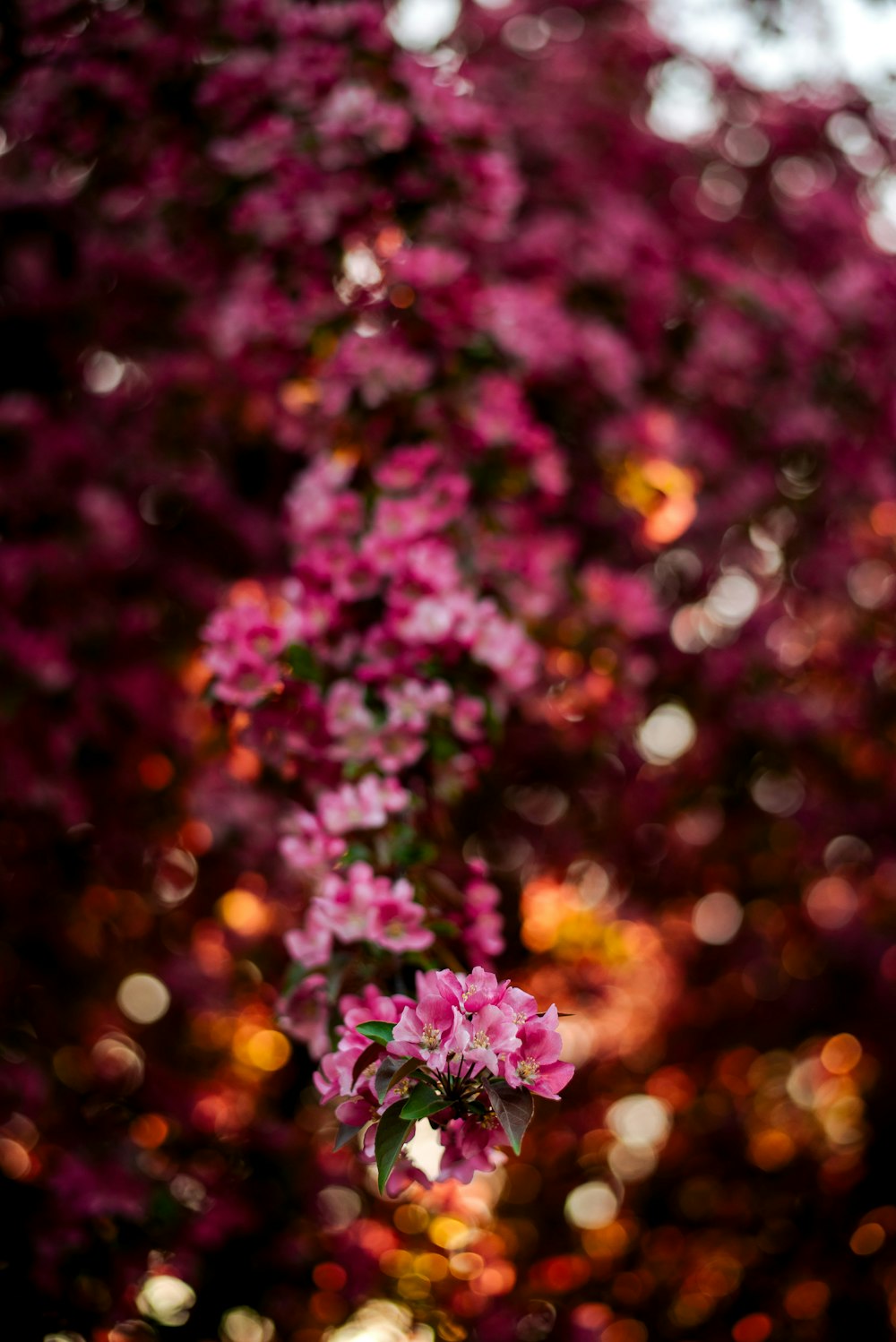 pink and white flowers in tilt shift lens