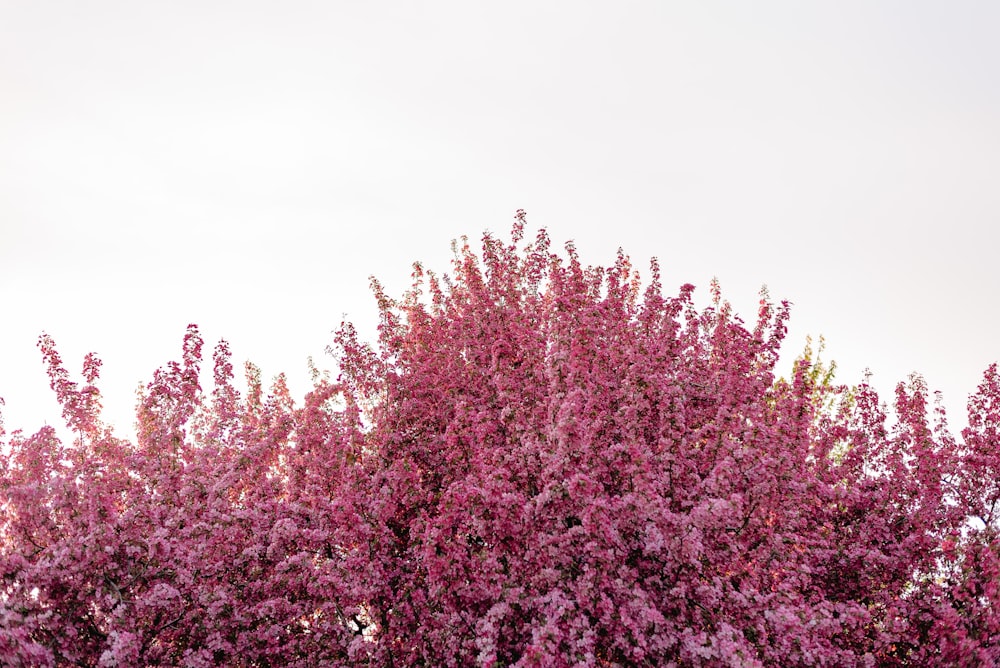 purple flower field during daytime