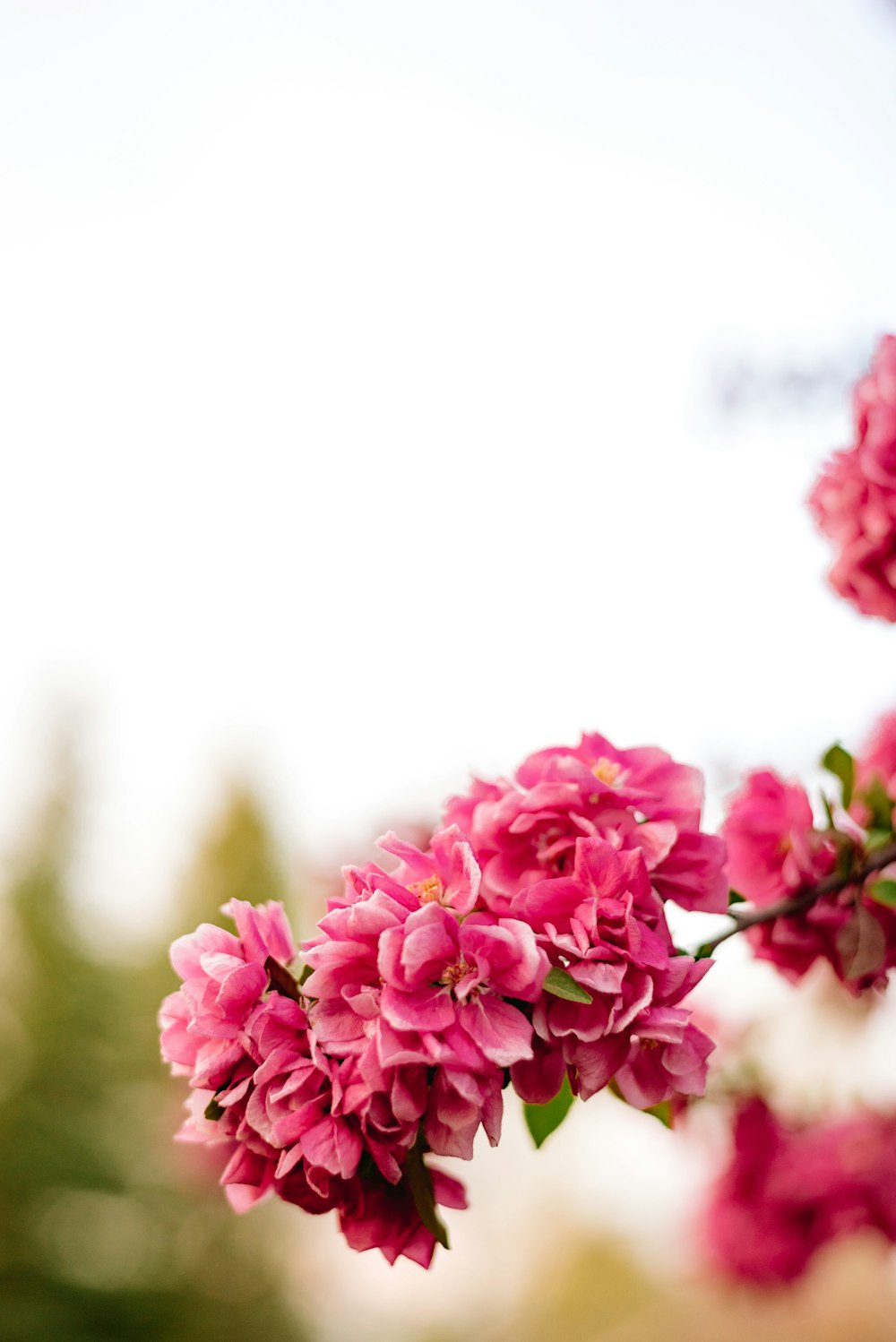 pink flowers in tilt shift lens