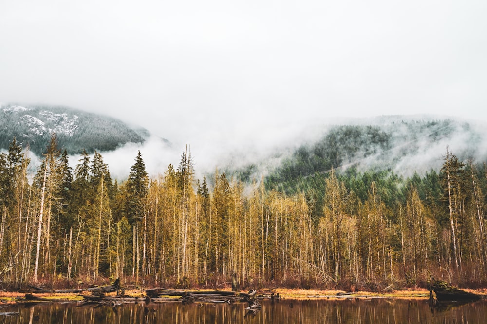 green trees near body of water during daytime