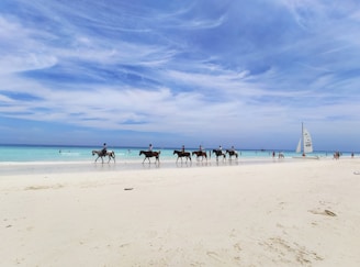 people on beach during daytime