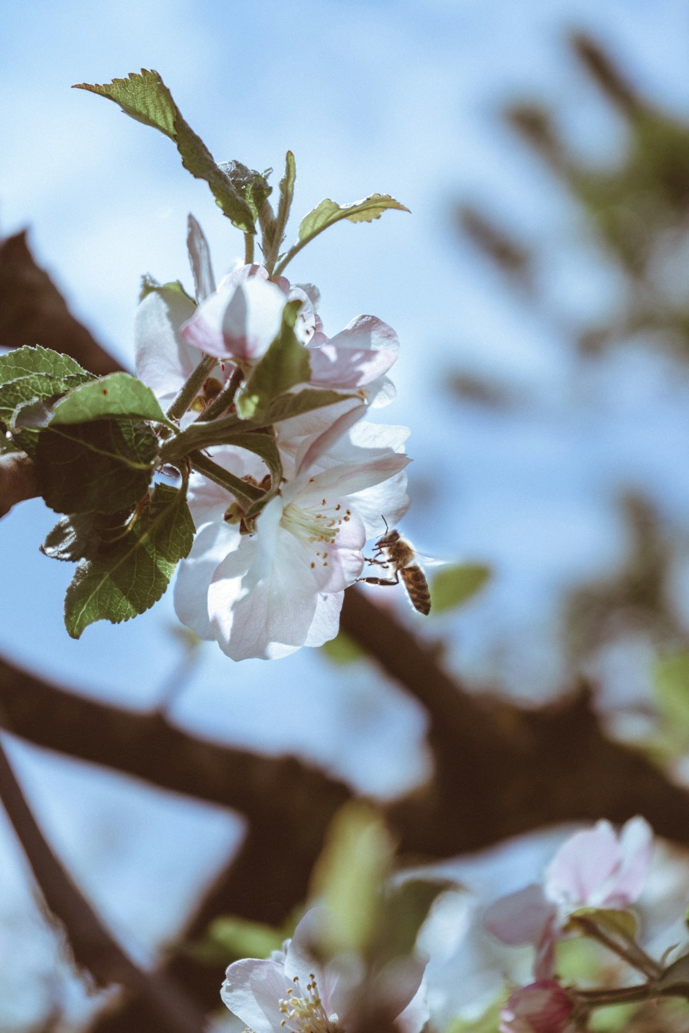 white cherry blossom in close up photography