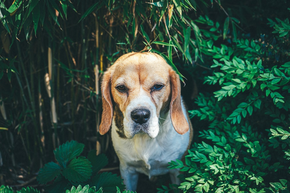 brown and white short coated dog on green grass