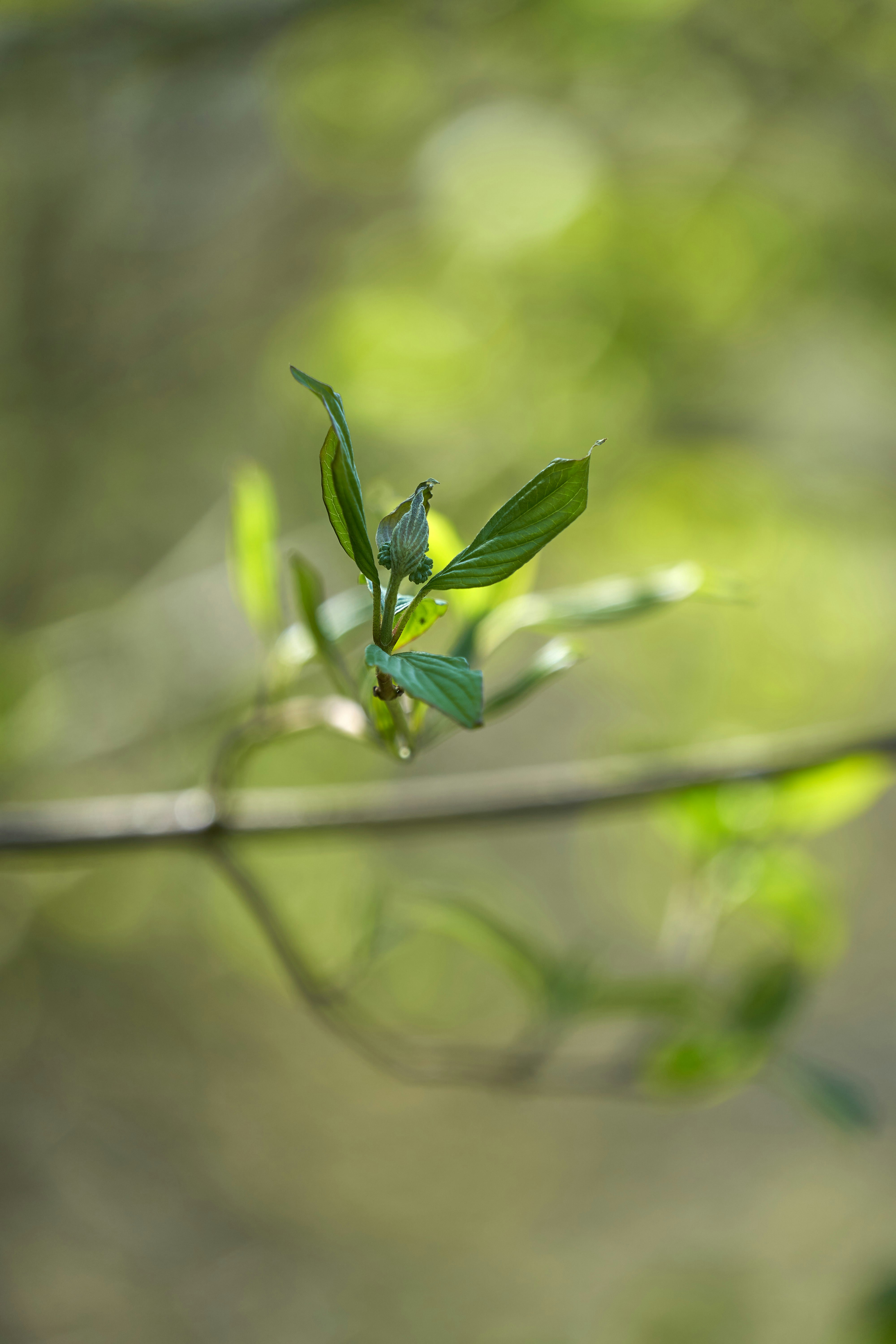 Photo by wolfgang_hasselmann