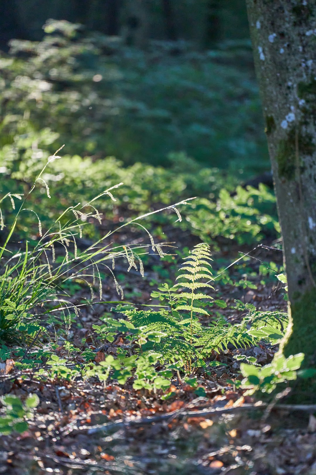 green plant on brown soil