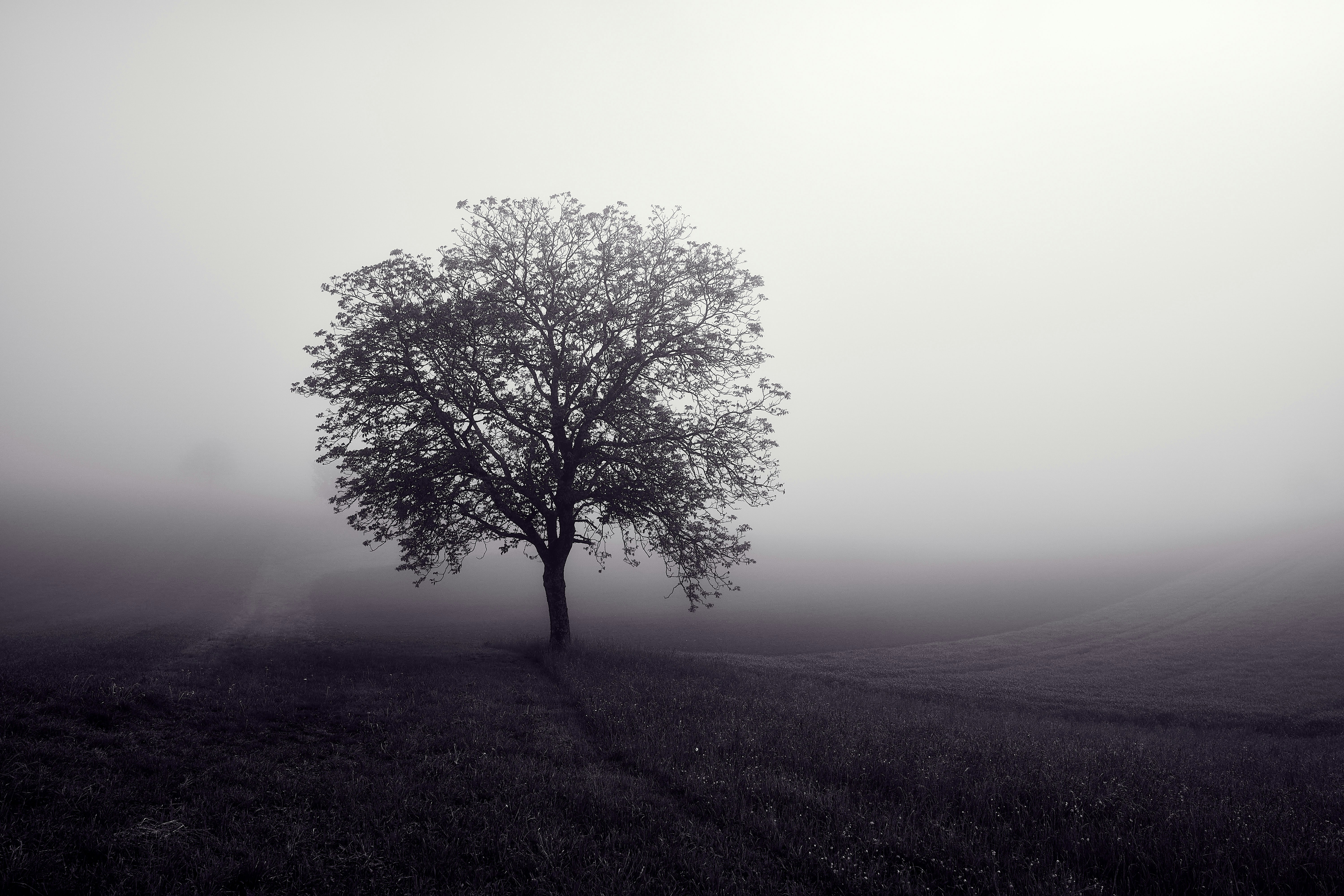 Photo by wolfgang_hasselmann