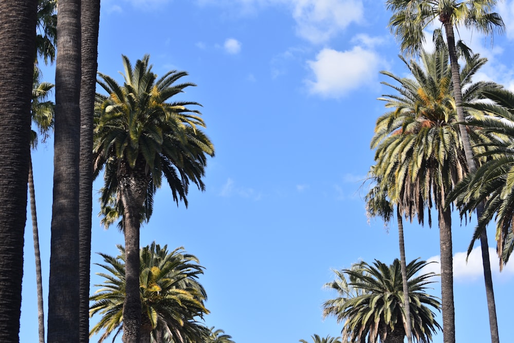 green palm tree under blue sky during daytime