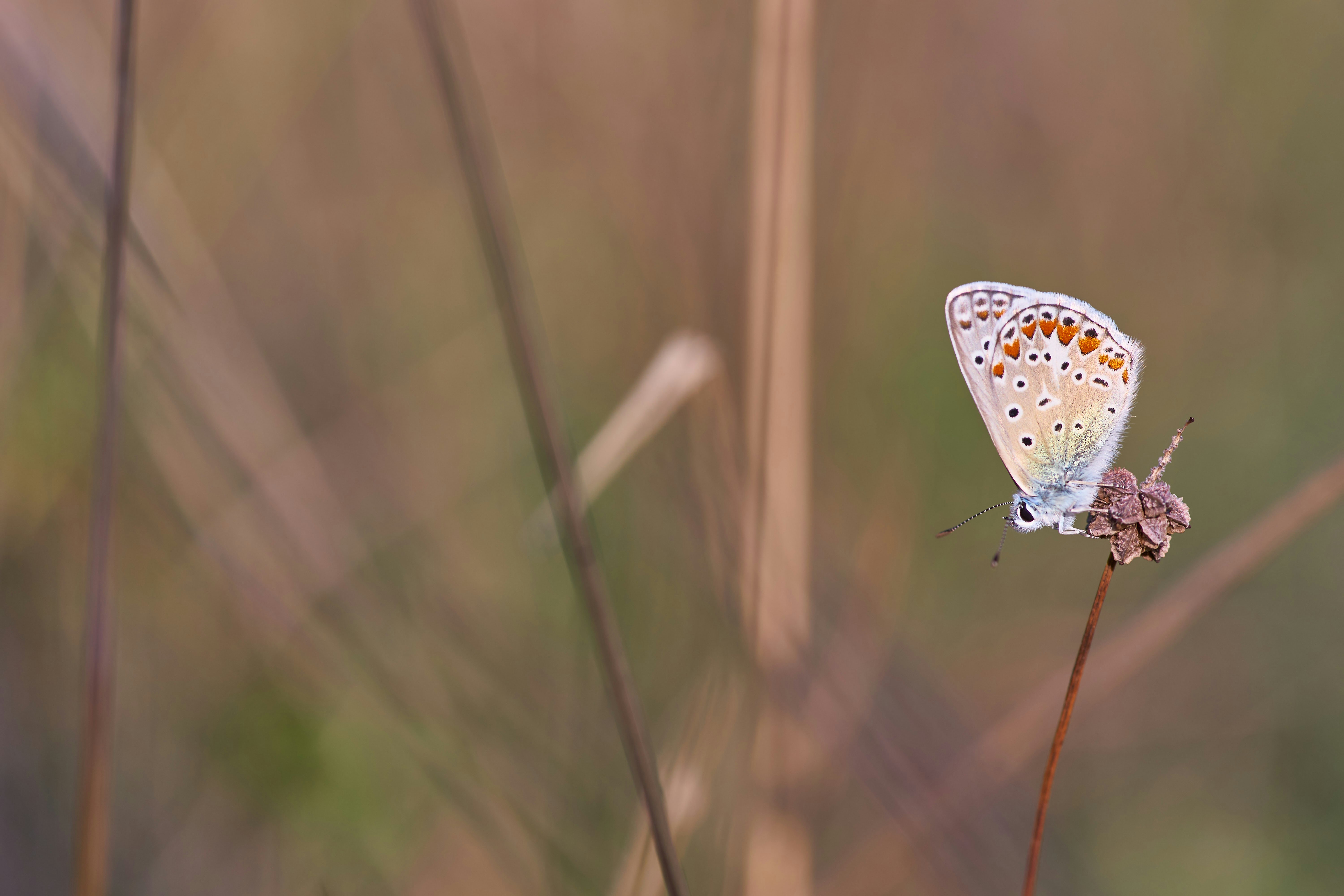 Photo by wolfgang_hasselmann