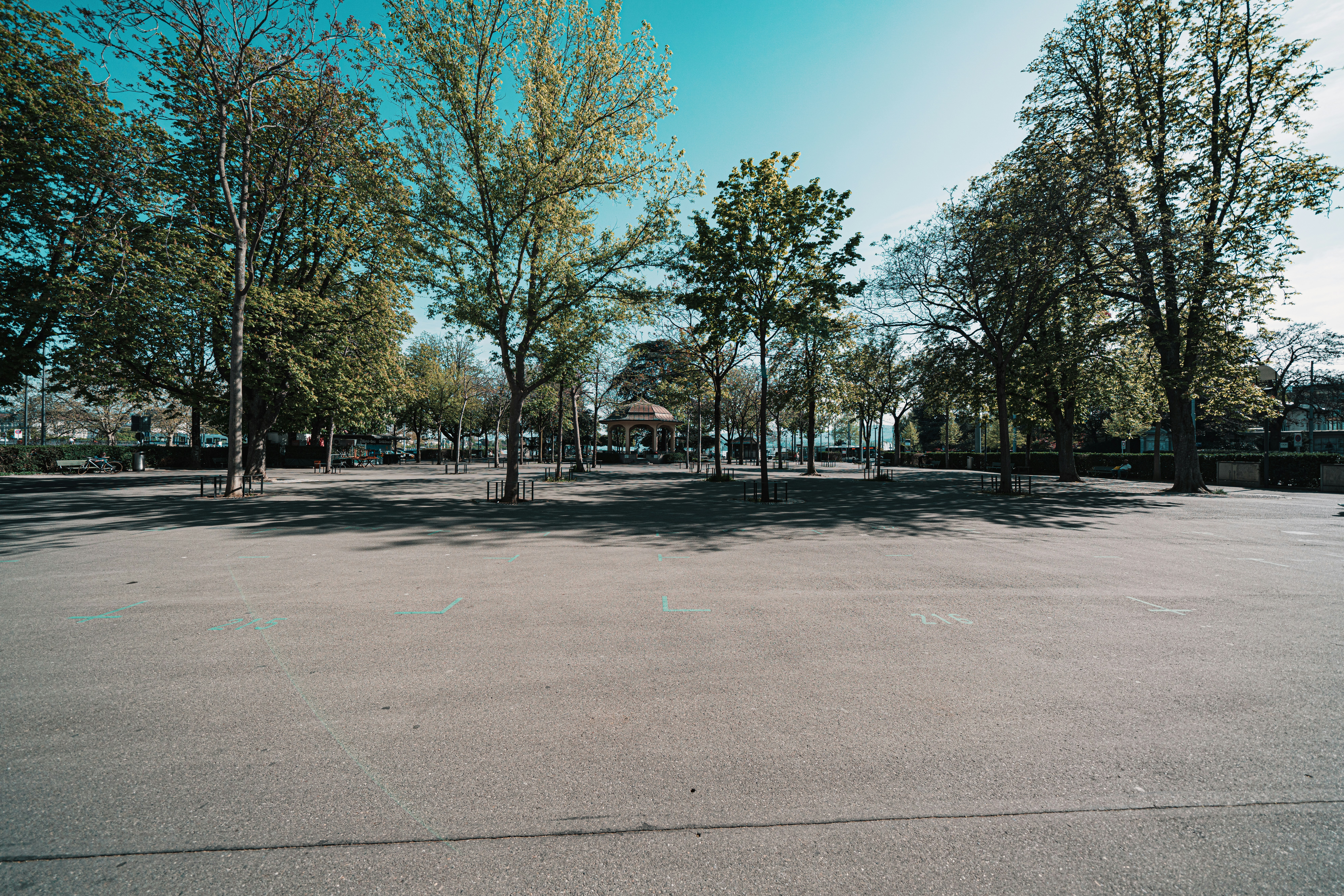 green trees on gray concrete ground under blue sky during daytime