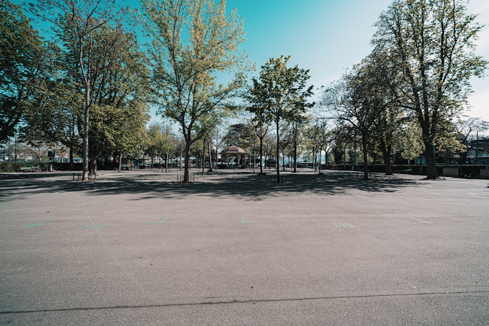 green trees on gray concrete ground under blue sky during daytime