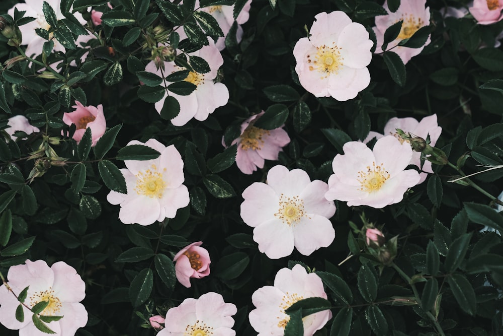 white flowers with green leaves