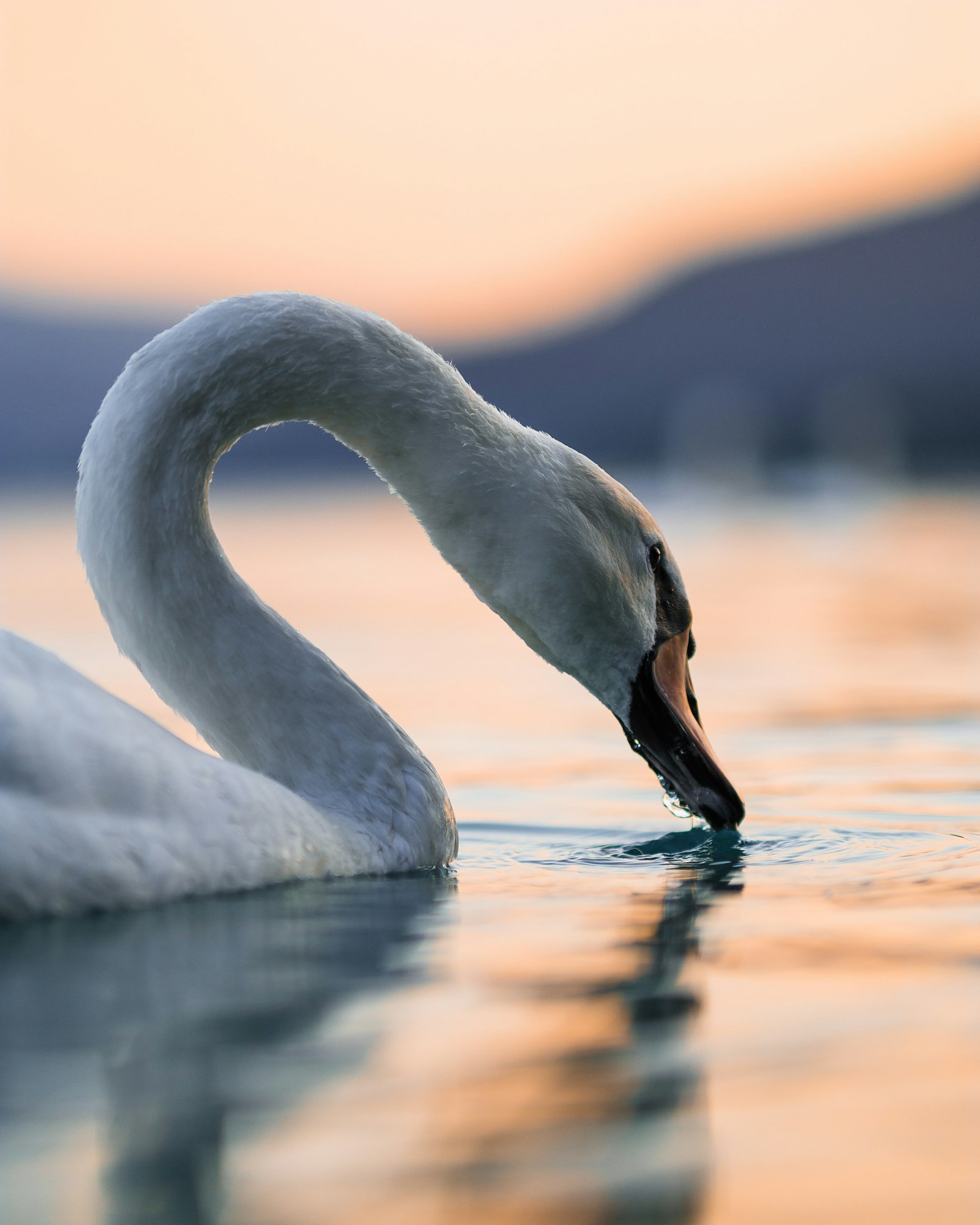 Samsung NX1 + Samsung NX 85mm F1.4 ED SSA sample photo. White swan on water photography