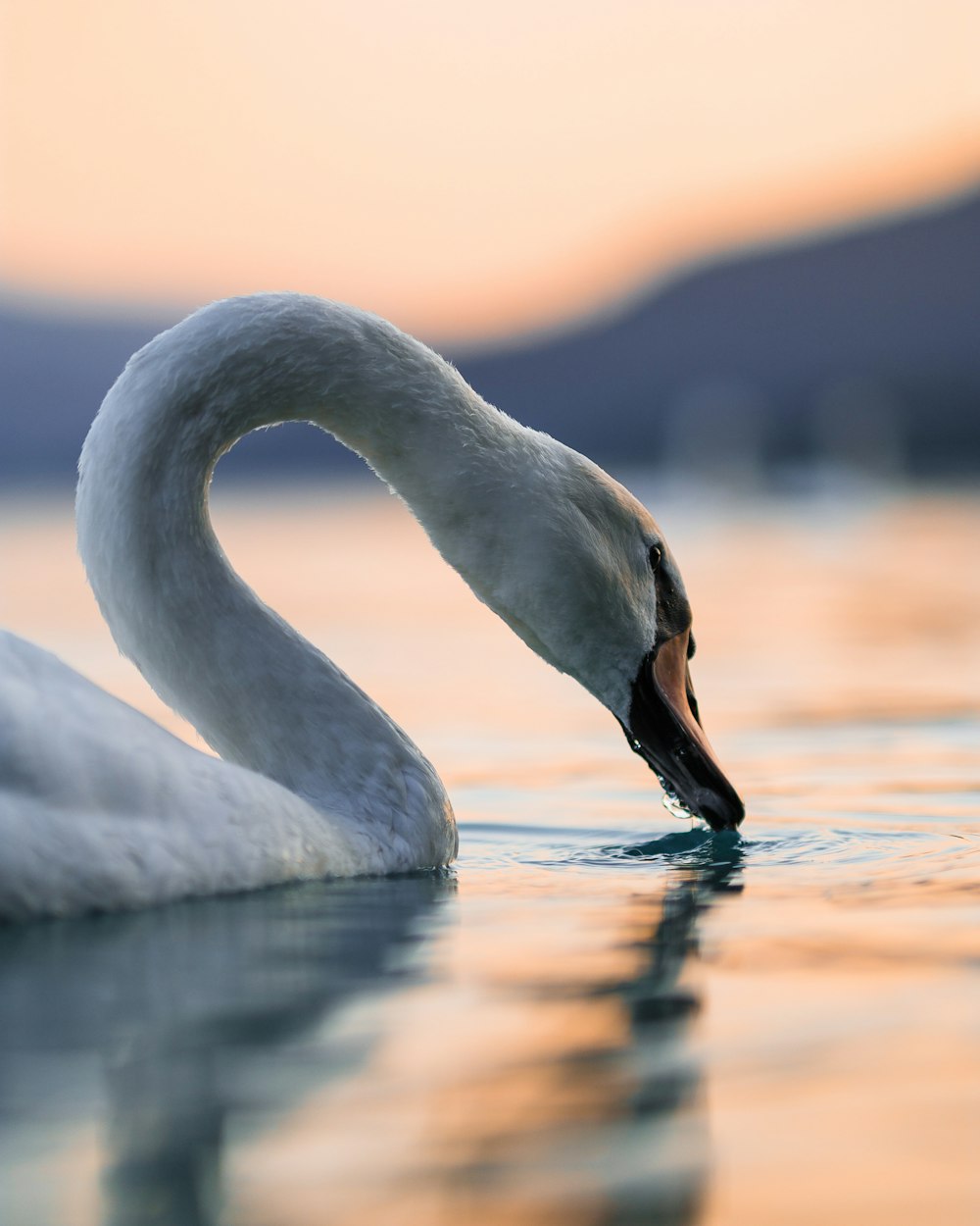 white swan on water during daytime