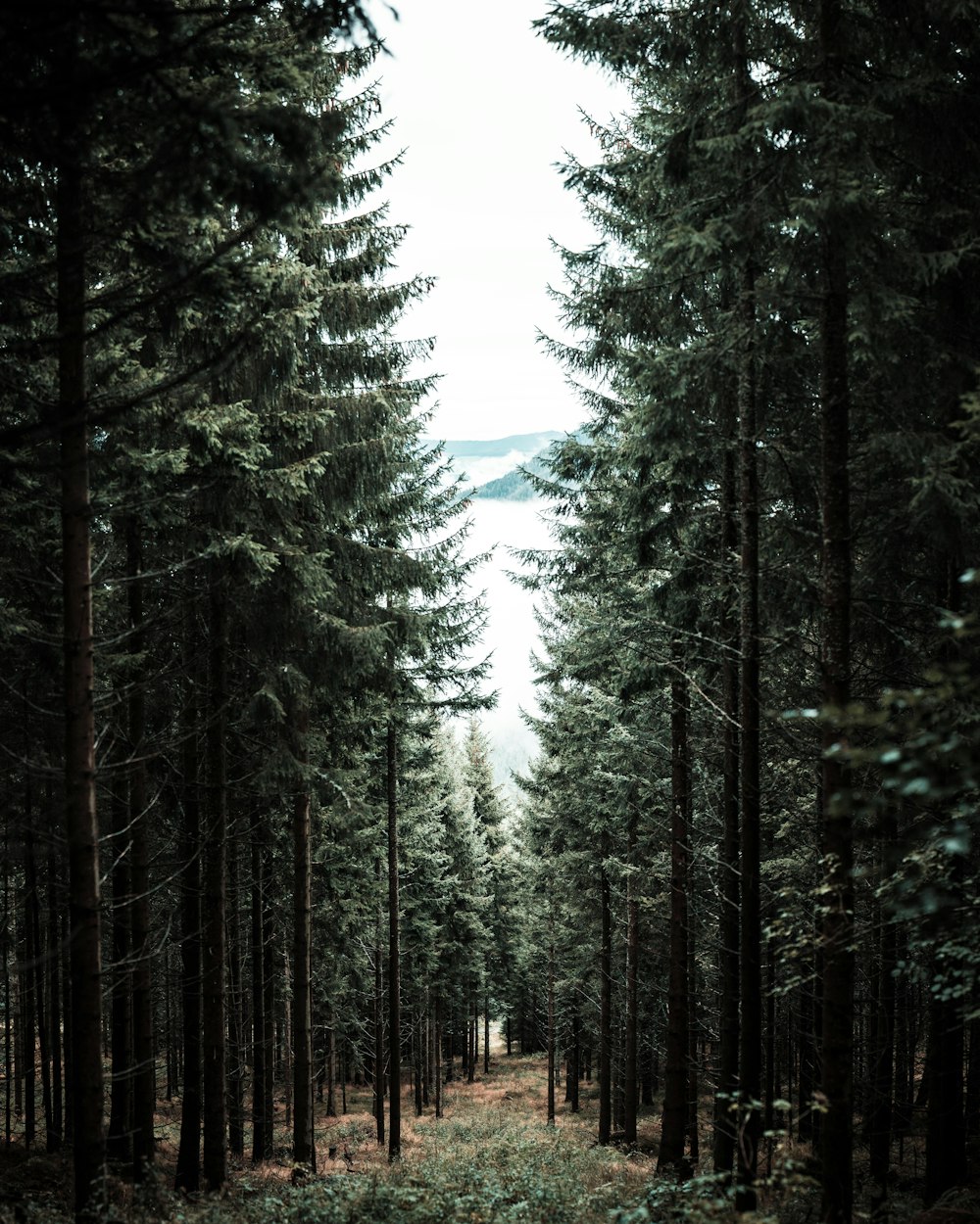 green trees under white sky during daytime