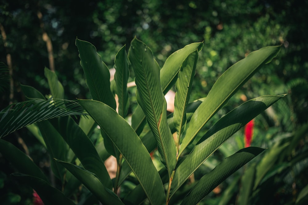 green banana tree during daytime