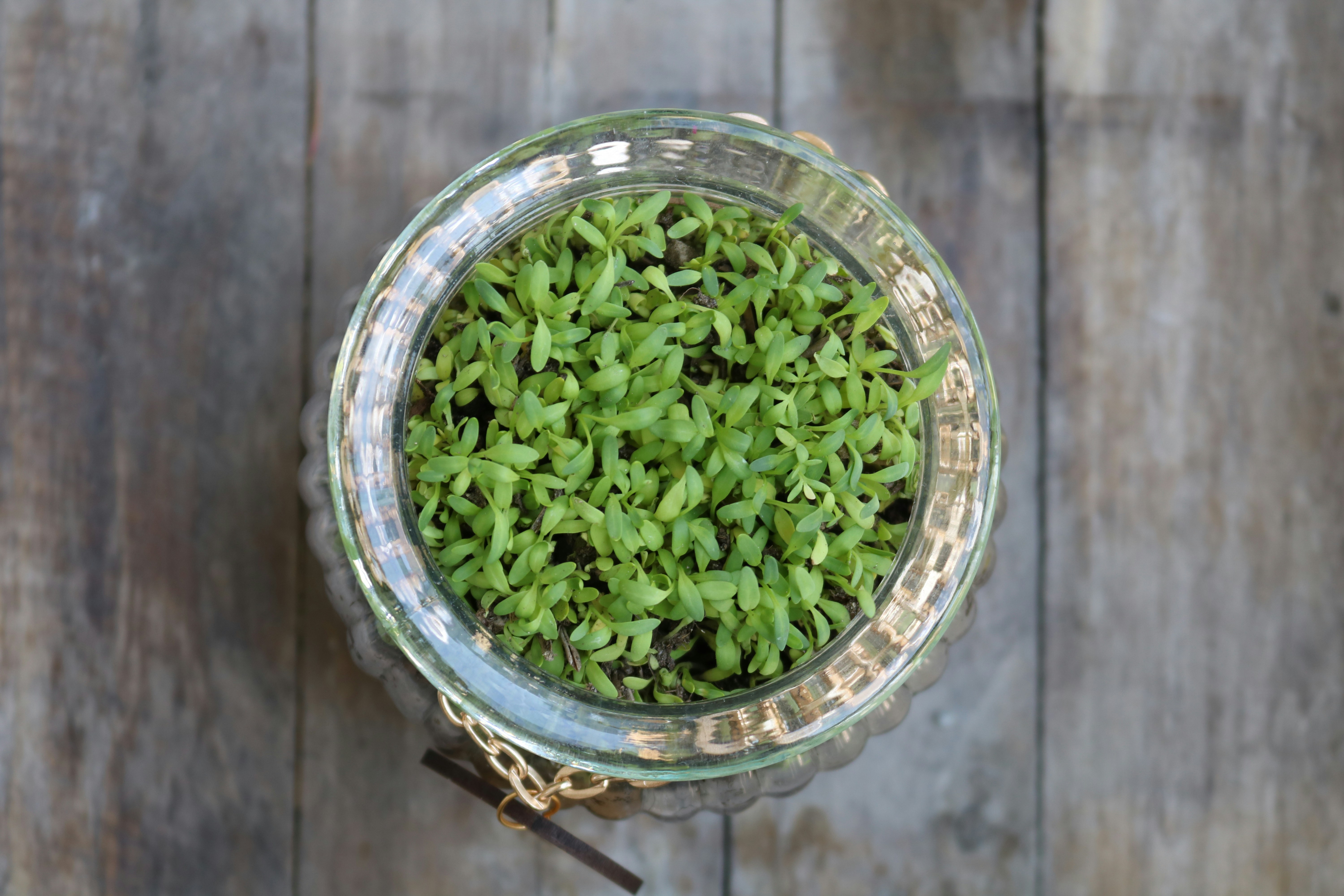 Premium Wildcrafted Sea Moss