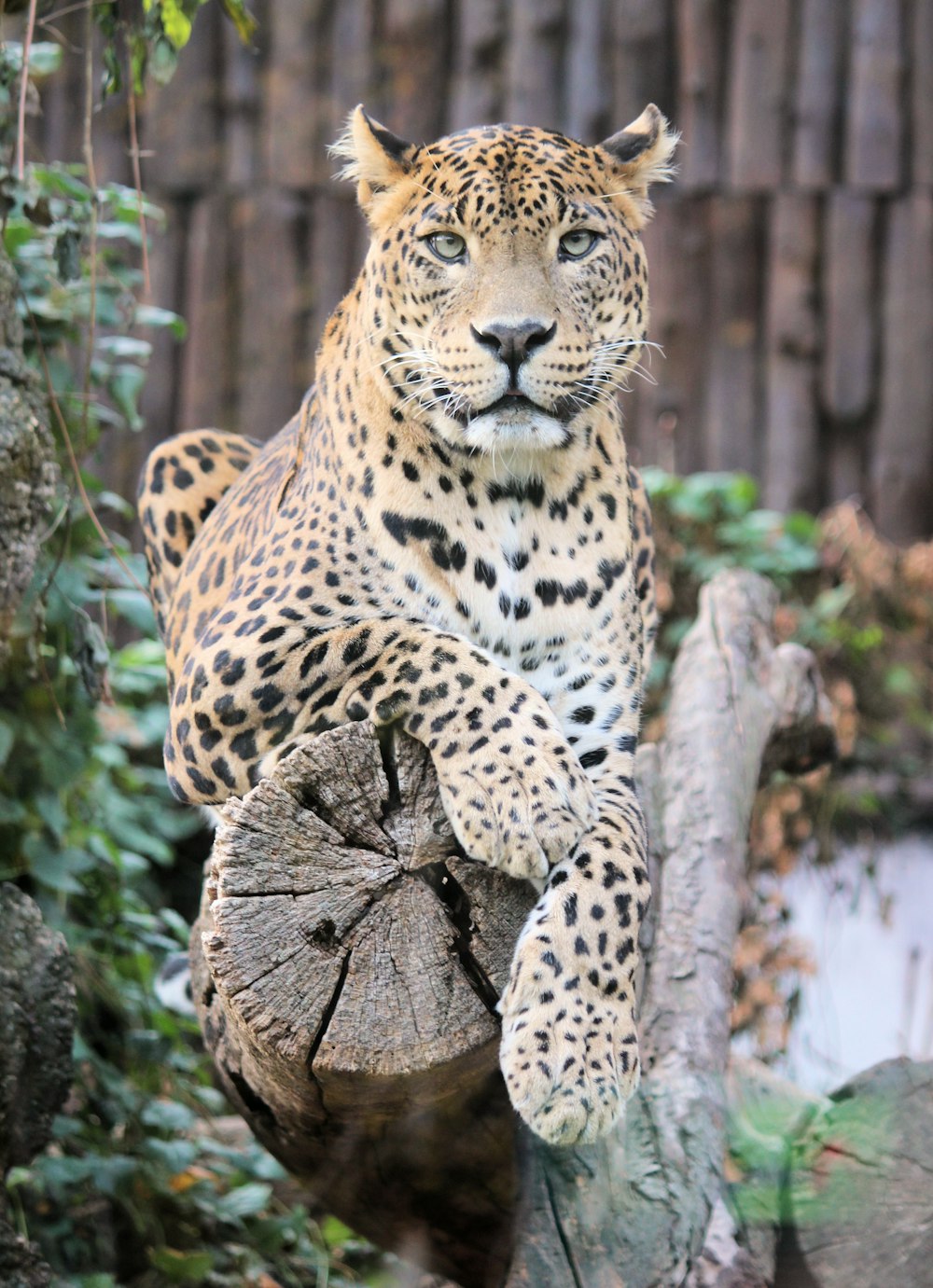 Leopardo marrón y negro en la rama de un árbol marrón durante el día