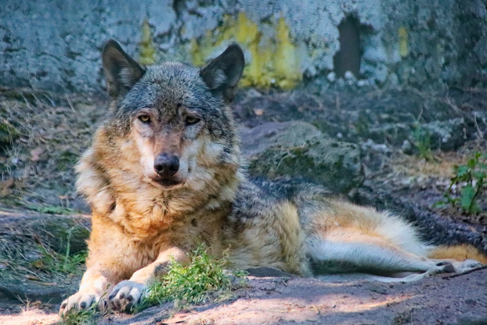 brown and black wolf lying on ground