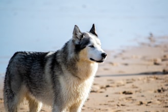 A Siberian Husky stands on a sandy beach, gazing off into the distance. The dog has a thick, fluffy coat with a mix of black, white, and grey fur. The background includes a sandy shore with some scattered rocks and the sea or a large body of water.