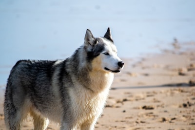 A Siberian Husky stands on a sandy beach, gazing off into the distance. The dog has a thick, fluffy coat with a mix of black, white, and grey fur. The background includes a sandy shore with some scattered rocks and the sea or a large body of water.